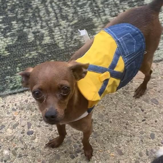 Frank and Beans the Friendliest Little Boys, a Adoptable Chihuahua in Marlton, NJ image 4/6