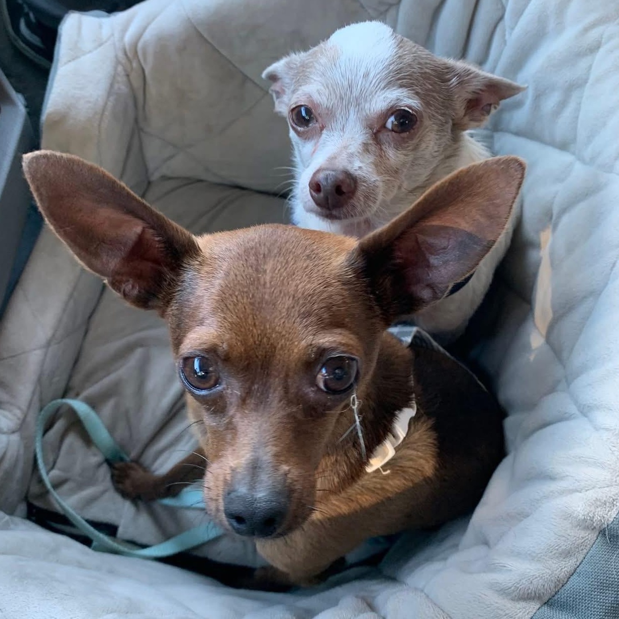 Frank and Beans the Friendliest Little Boys, a Adoptable Chihuahua in Marlton, NJ image 1/6