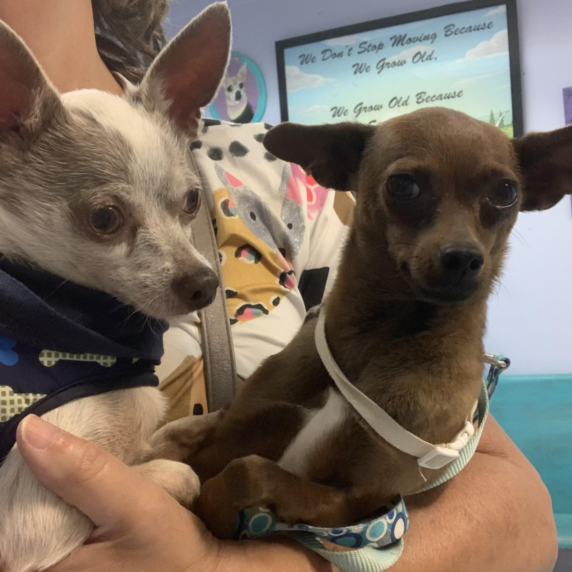 Frank and Beans the Friendliest Little Boys, a Adoptable Chihuahua in Marlton, NJ image 3/6