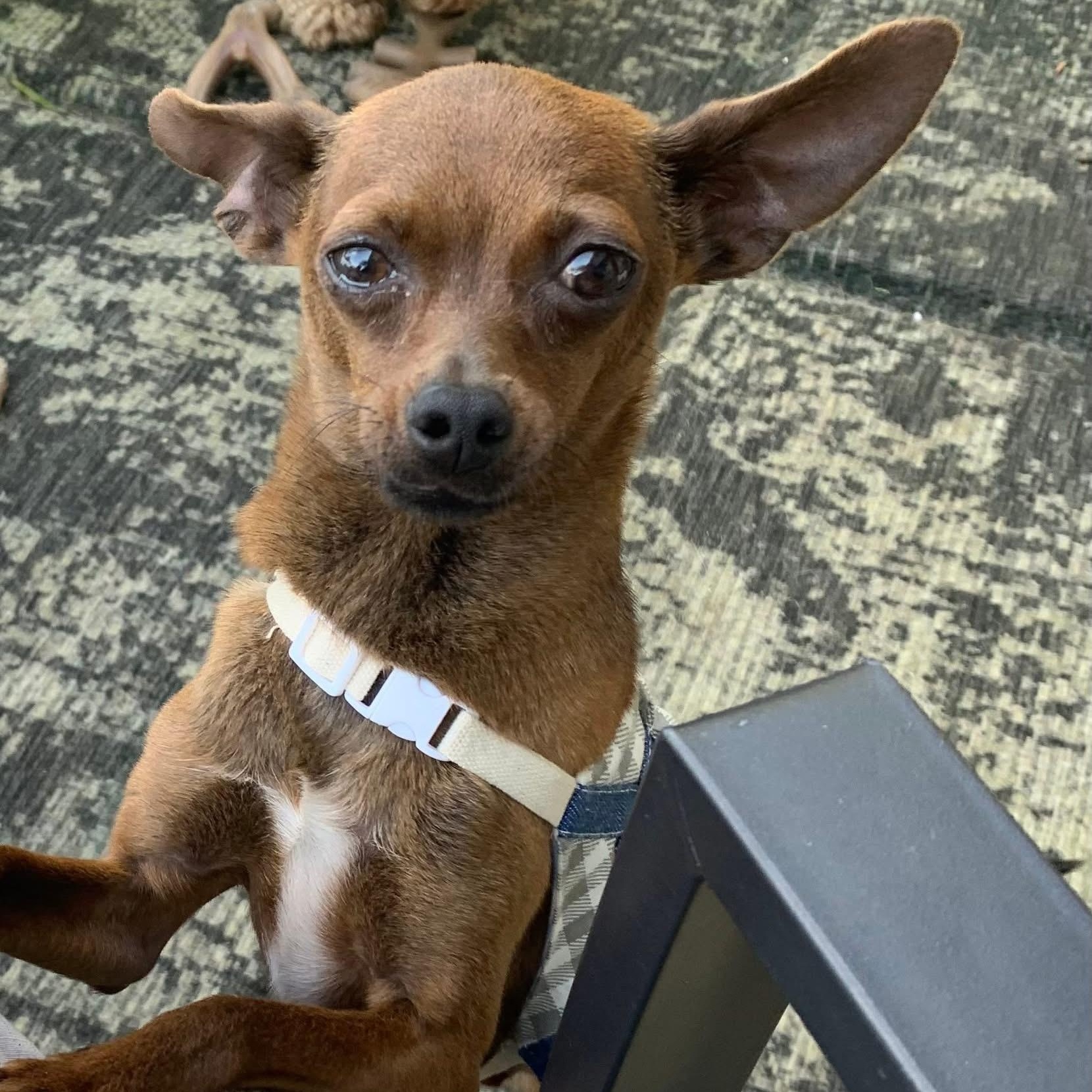 Frank and Beans the Friendliest Little Boys, a Adoptable Chihuahua in Marlton, NJ image 6/6