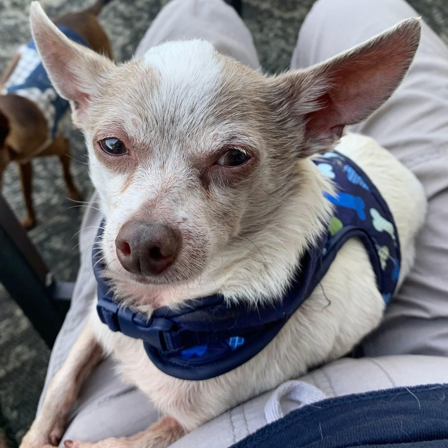Frank and Beans the Friendliest Little Boys, a Adoptable Chihuahua in Marlton, NJ image 5/6