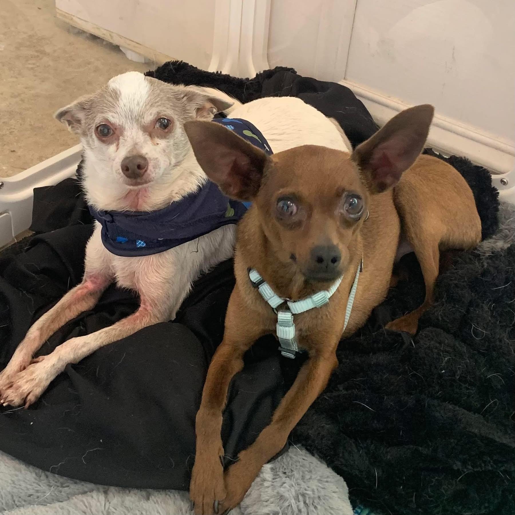 Frank and Beans the Friendliest Little Boys, a Adoptable Chihuahua in Marlton, NJ image 2/6