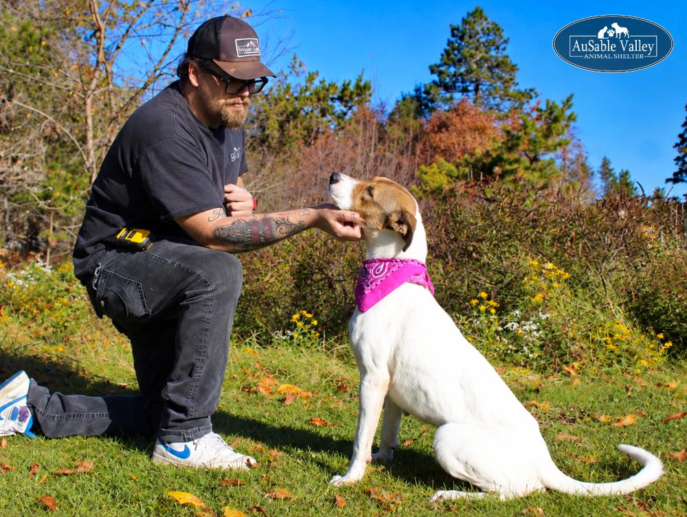 Enlarge Pixie, a Adoptable mixed breed in Grayling, MI image 3/6