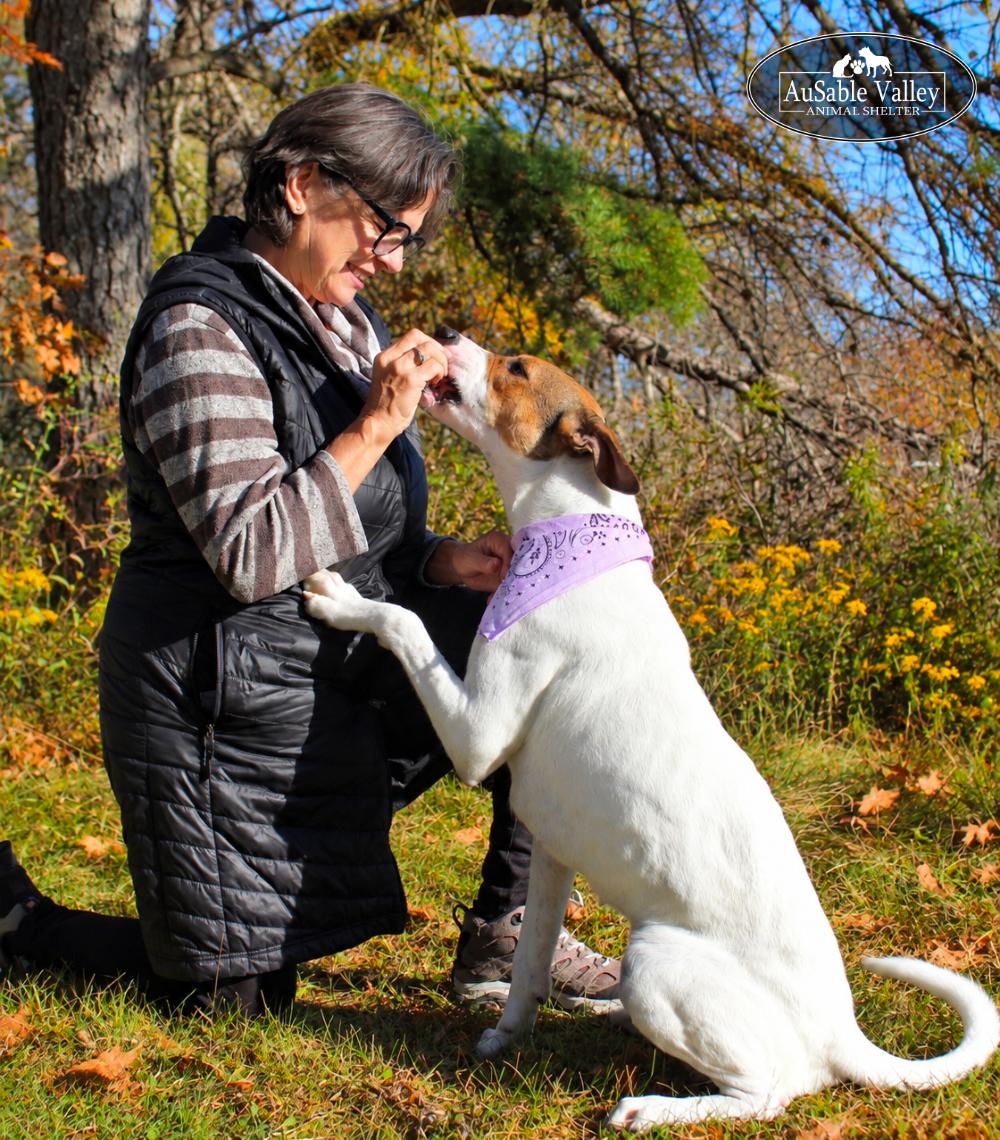 Enlarge Pixie, a Adoptable mixed breed in Grayling, MI image 5/6