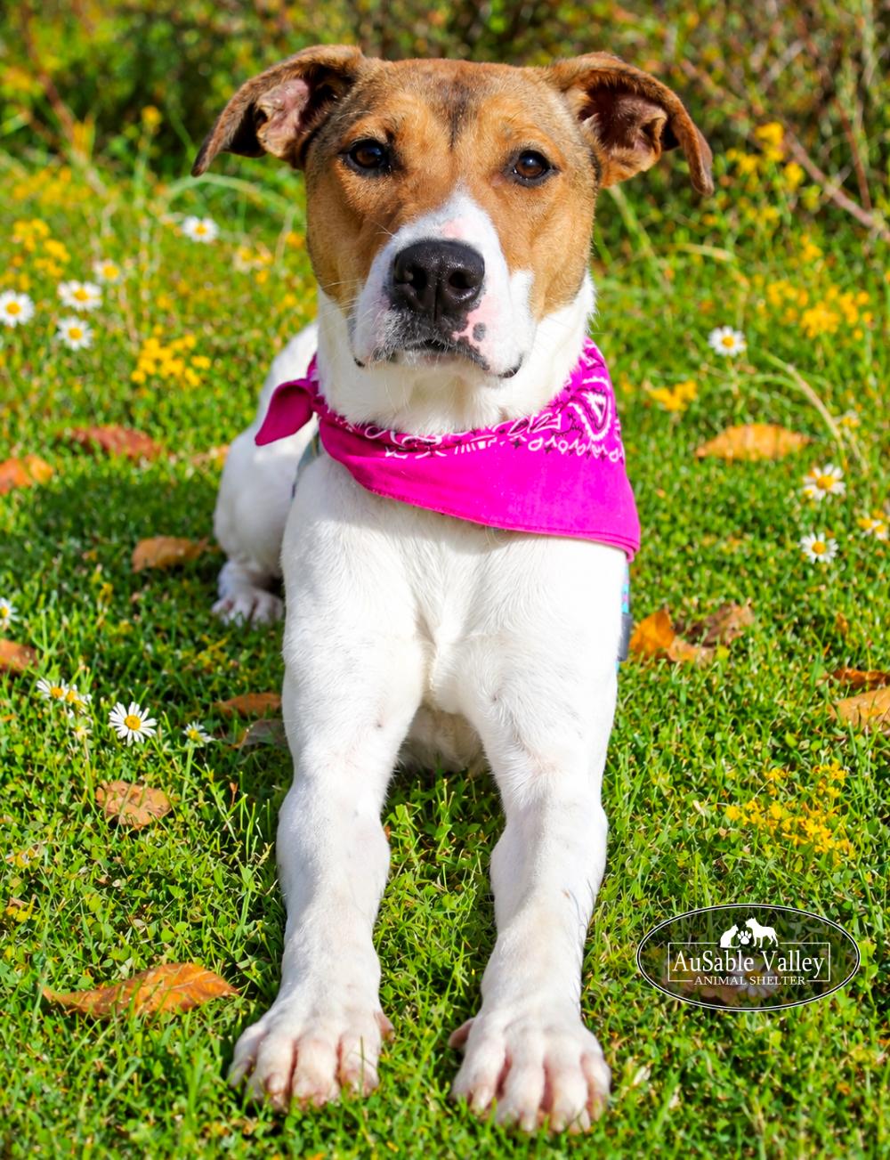 Enlarge Pixie, a Adoptable mixed breed in Grayling, MI image 2/6