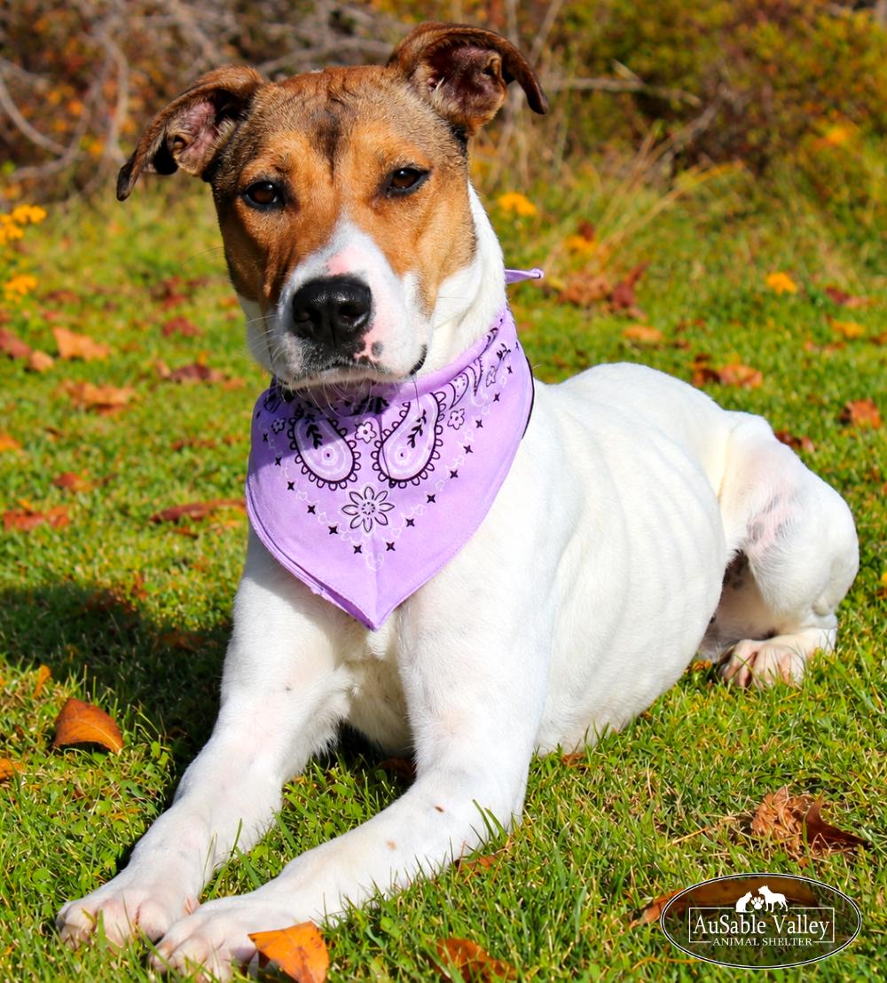 Pixie, Adoptable, Adult Female Mixed Breed.