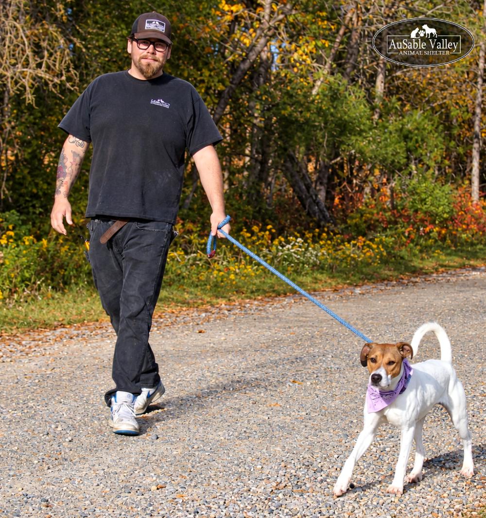 Enlarge Pixie, a Adoptable mixed breed in Grayling, MI image 4/6