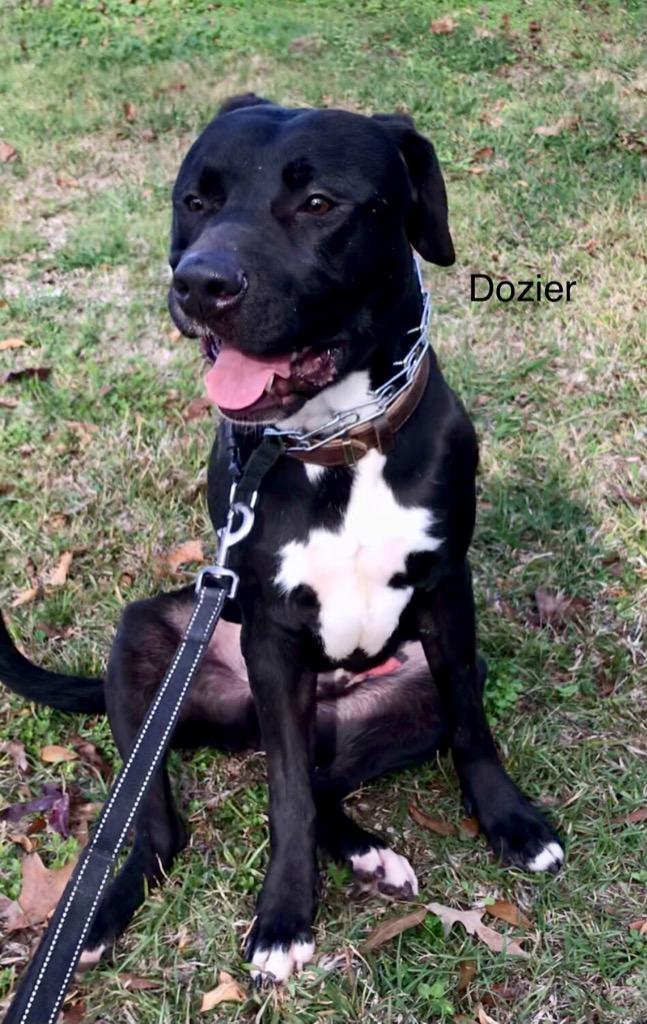 Dozier, a Adoptable mixed breed in Saint Francisville, LA image 4/6
