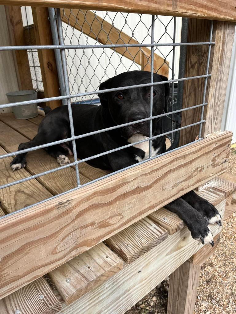 Dozier, a Adoptable mixed breed in Saint Francisville, LA image 6/6