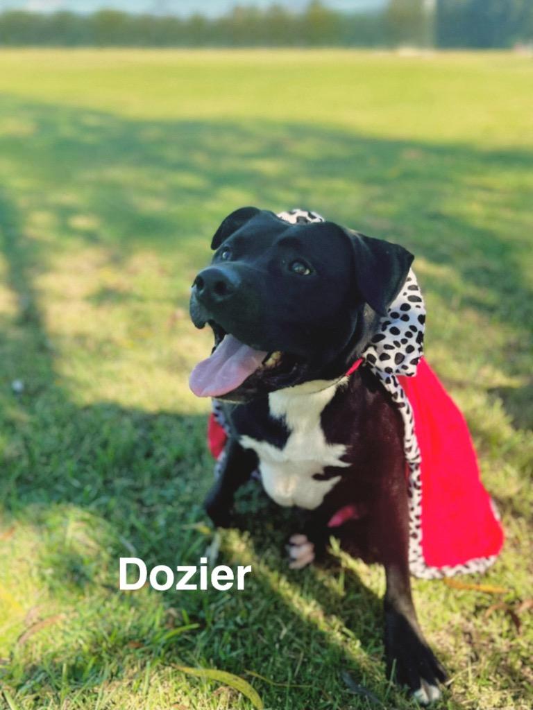 Dozier, a Adoptable mixed breed in Saint Francisville, LA image 5/6