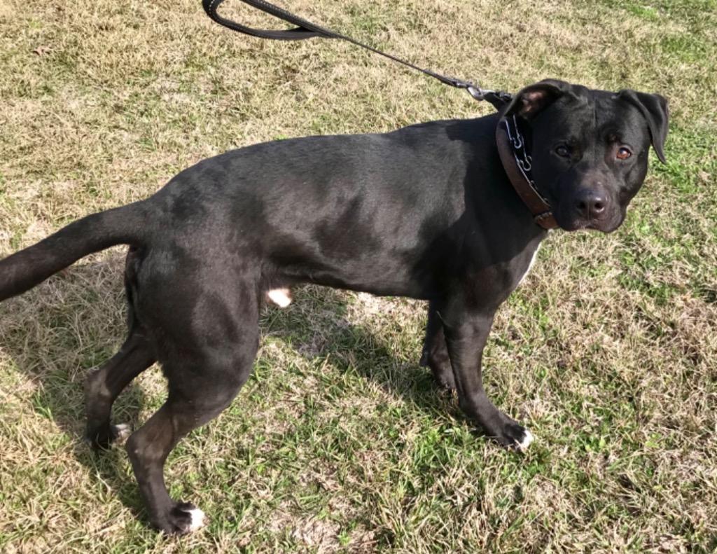 Dozier, a Adoptable mixed breed in Saint Francisville, LA image 6/6