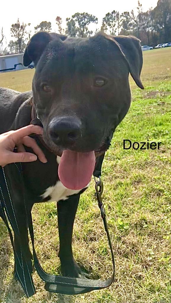 Enlarge Dozier, a Adoptable mixed breed in Saint Francisville, LA image 2/6