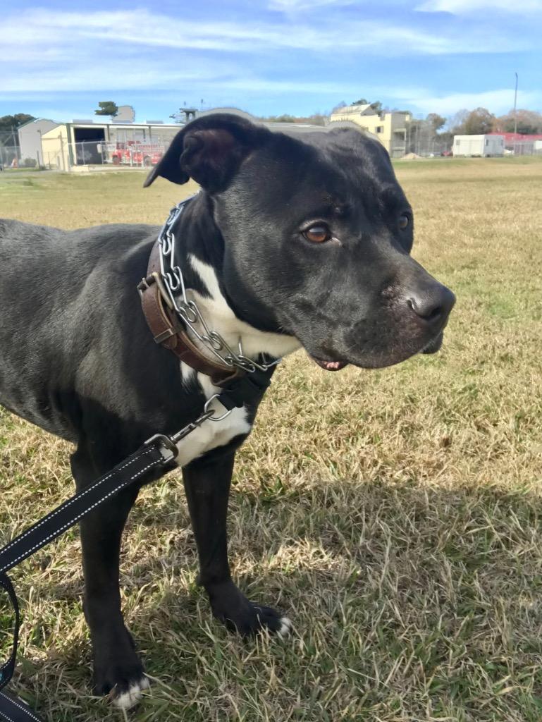 Enlarge Dozier, a Adoptable mixed breed in Saint Francisville, LA image 3/6