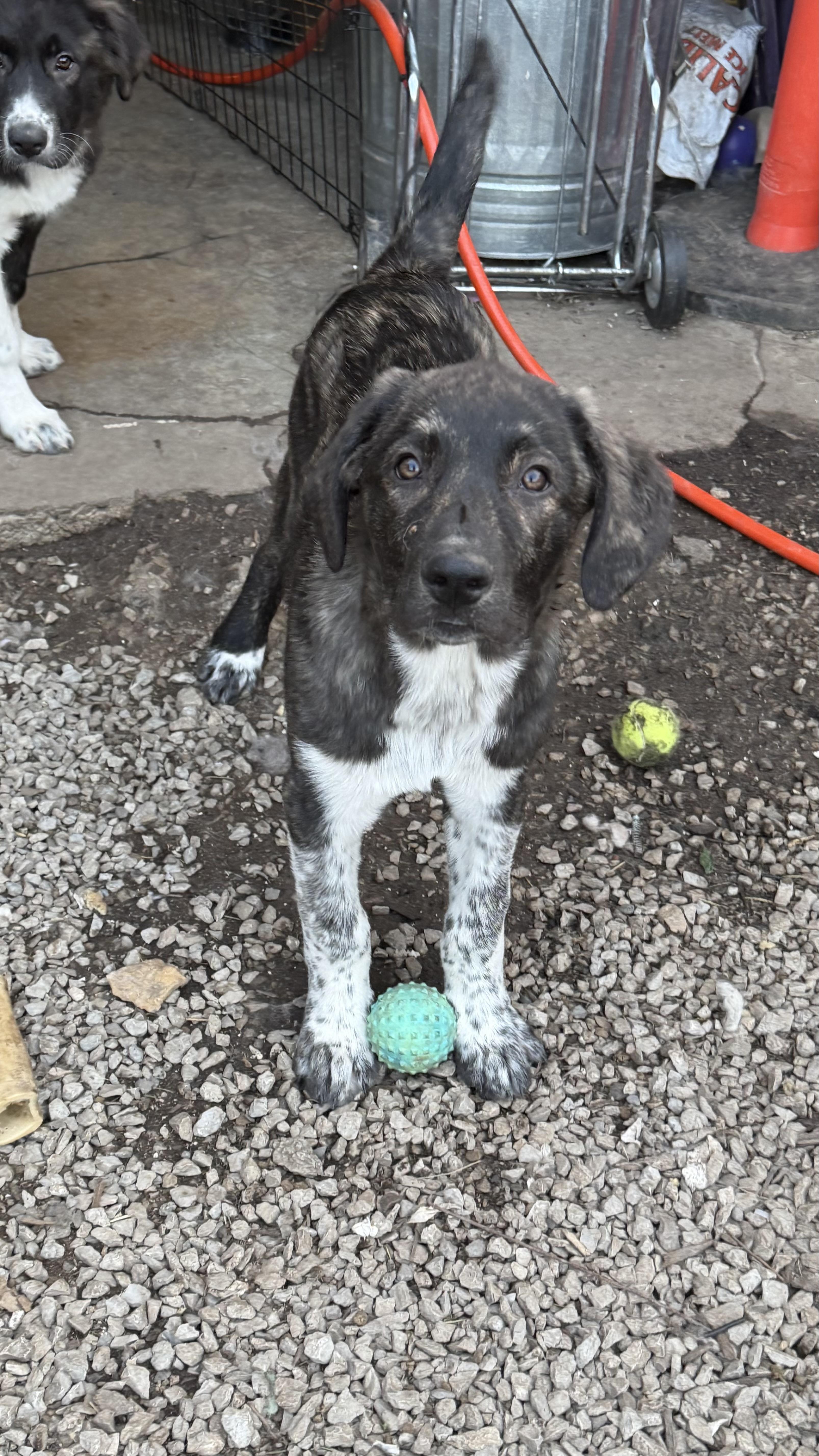 Titan, a ADOPTABLE mixed breed in Olathe, KS image 1/3