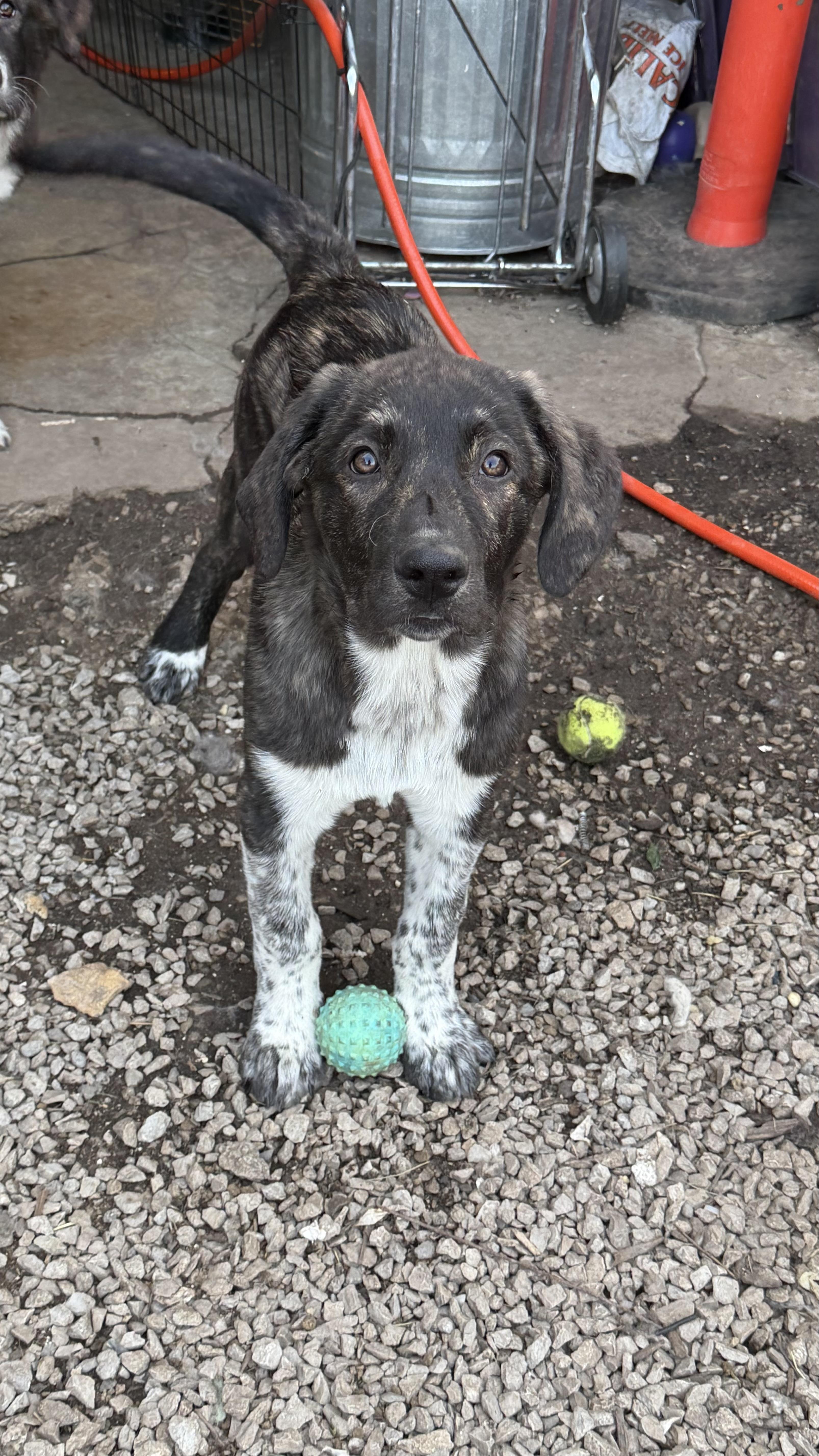 Titan, a ADOPTABLE mixed breed in Olathe, KS image 3/3