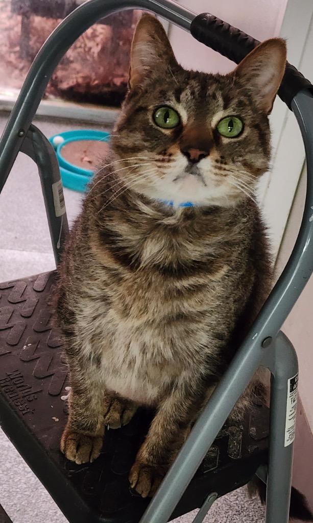 Enlarge TIMMY, a Adopted mixed breed in Muskegon, MI image 1/5