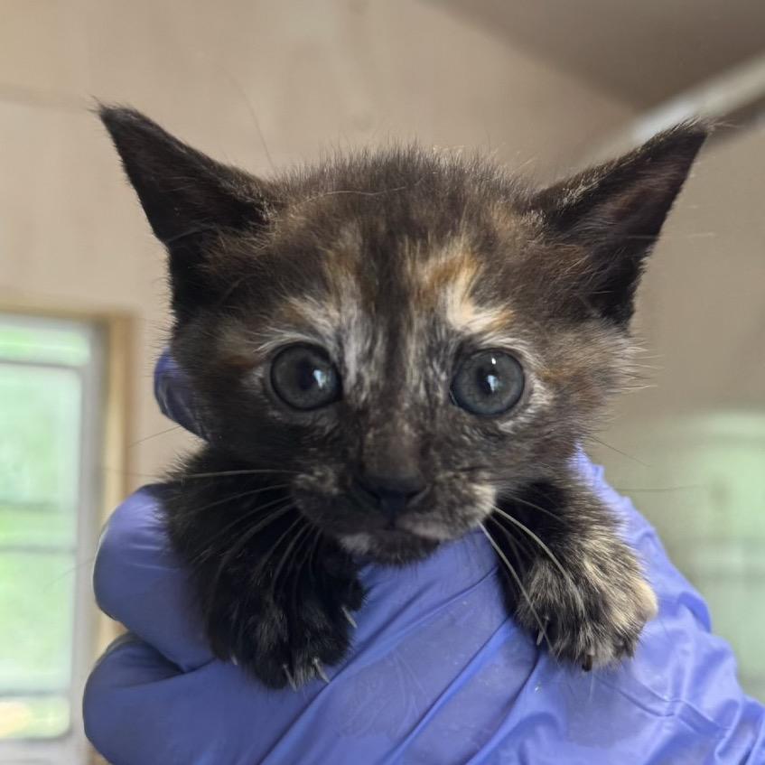 JUNIE, Adoptable, Kitten Female Domestic Short Hair & Domestic Short Hair.