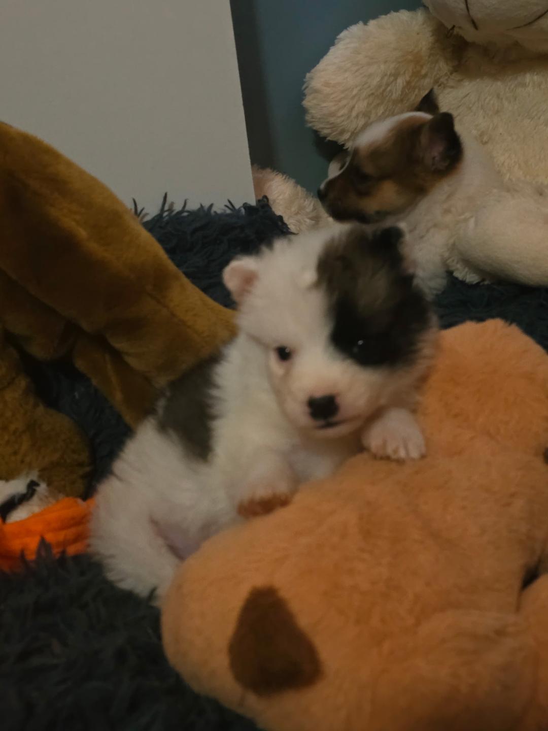 Joey, adopted, Puppy Male Australian Shepherd & Golden Retriever.