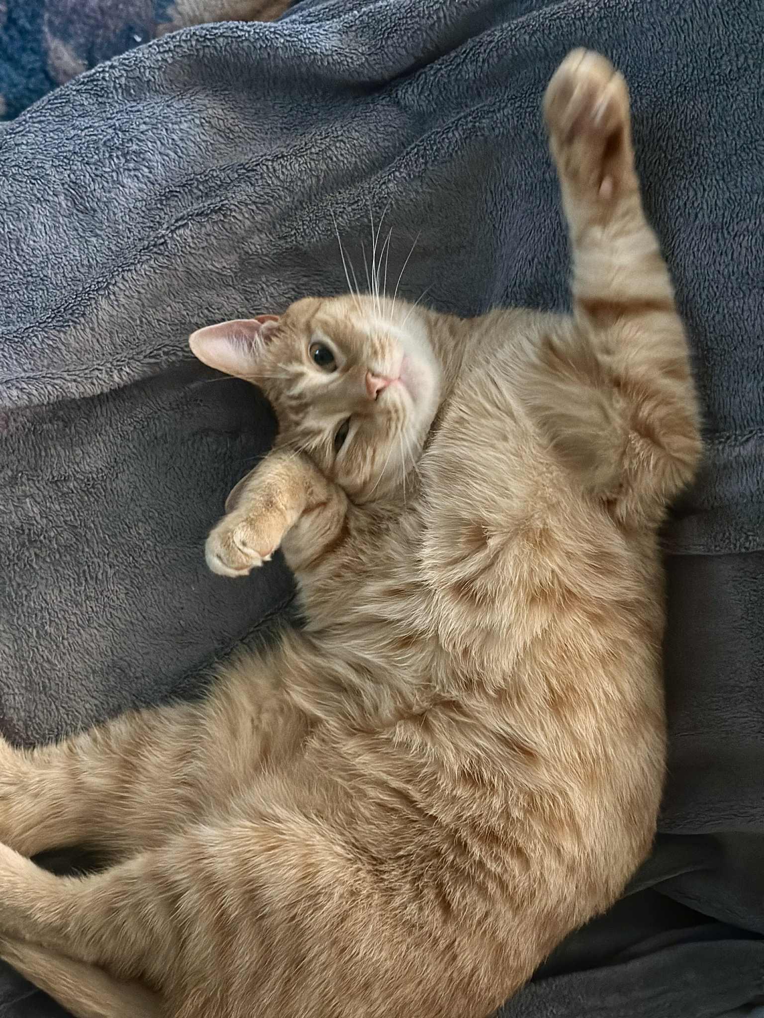 Apricot Jelly, Adoptable, Adult Male Domestic Short Hair.