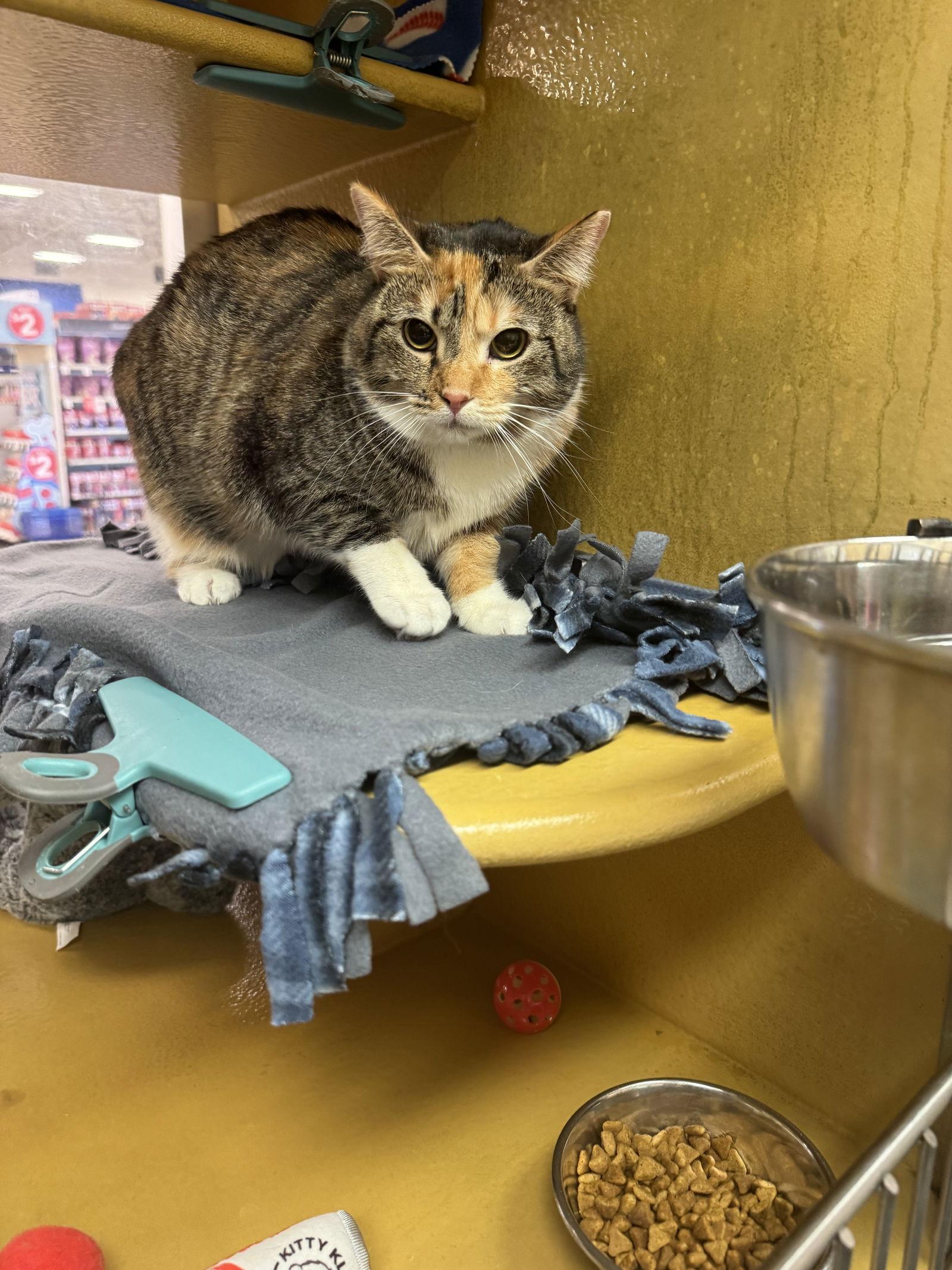 Enlarge Sweetie Pie, a Adoptable Domestic Short Hair in Scottsdale, AZ image 1/1