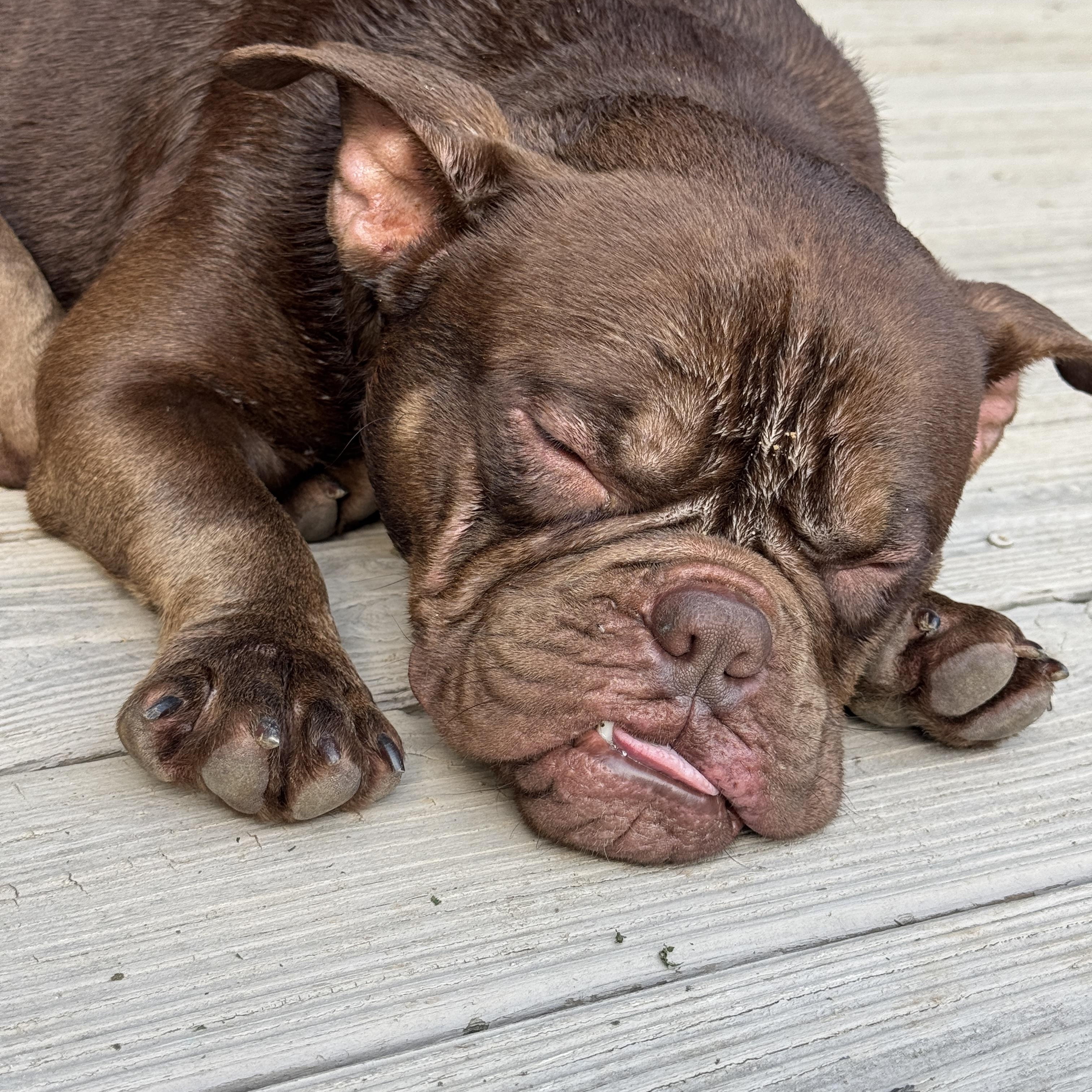 Gizmo, a ADOPTABLE Bulldog in Whites Creek, TN image 3/5