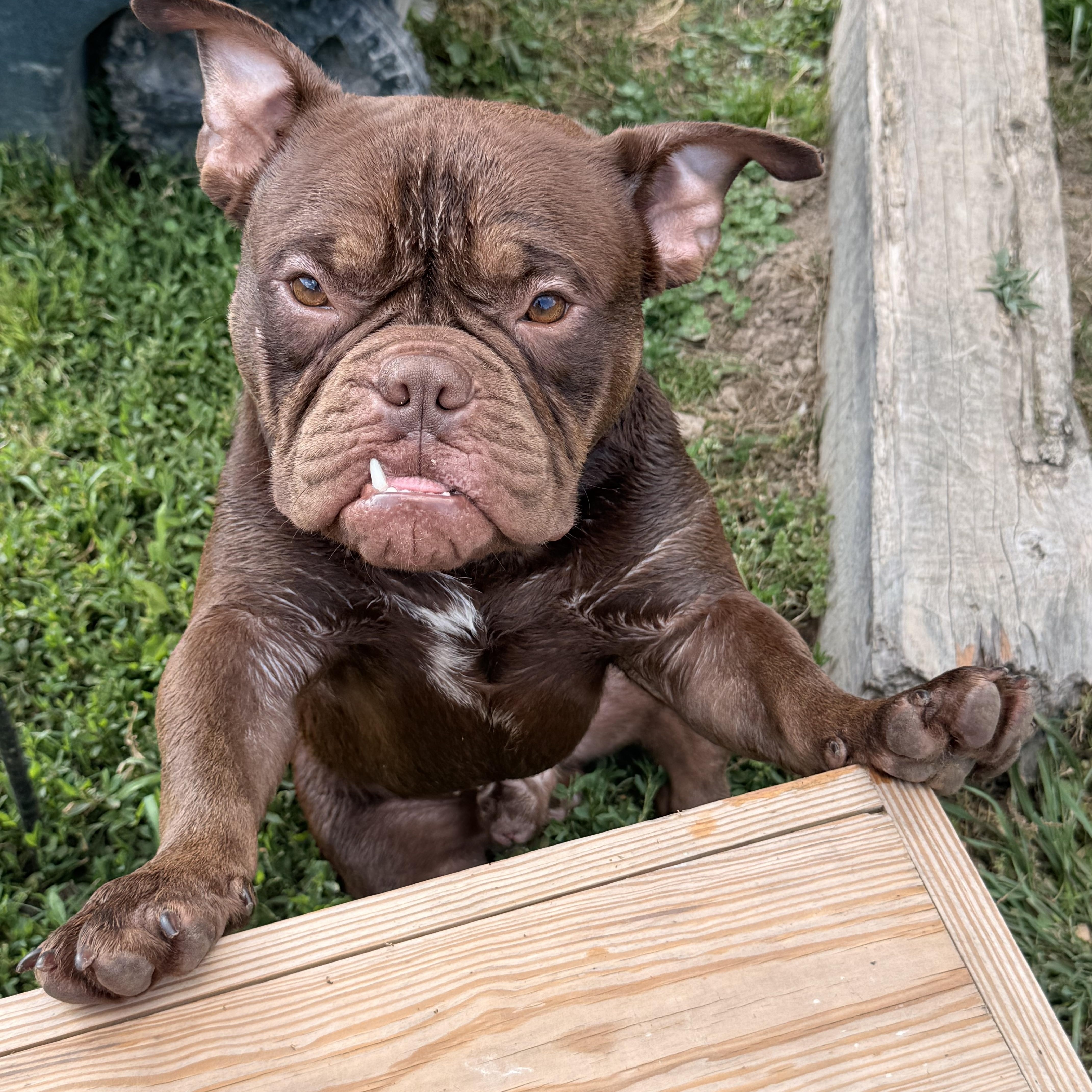 Gizmo, a ADOPTABLE Bulldog in Whites Creek, TN image 5/5