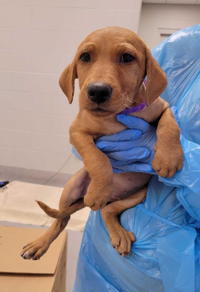 Heart, Adoptable, Puppy Female Mixed Breed.