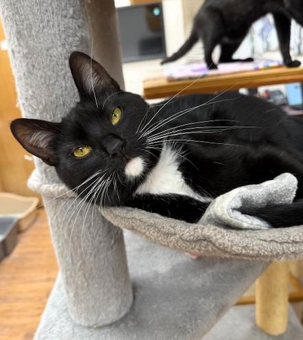 Enlarge Skye, a Adoptable Domestic Short Hair in Medina, OH image 1/3