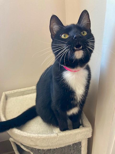 Enlarge Skye, a Adoptable Domestic Short Hair in Medina, OH image 3/3