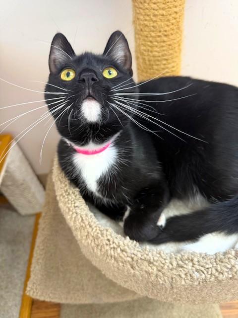 Skye, Adoptable, Adult Female Domestic Short Hair.