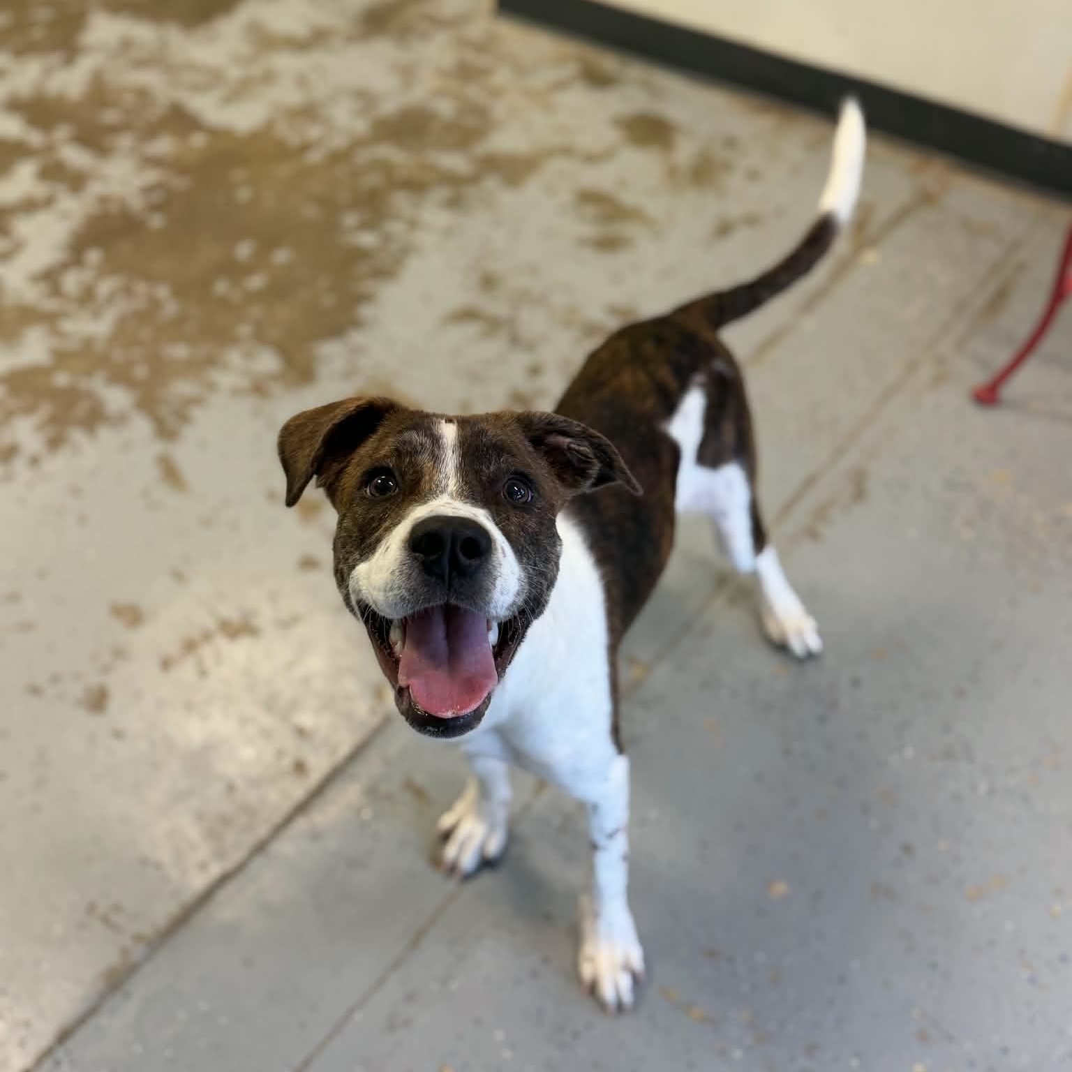Freckles, ADOPTABLE, Puppy Female Boxer & Hound.