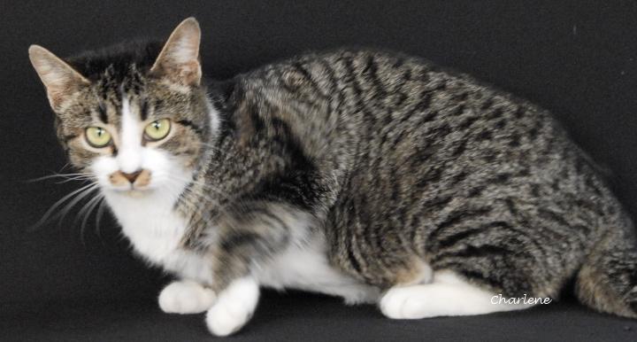 Stache, a ADOPTABLE Domestic Short Hair in Newland, NC image 1/2