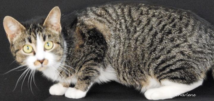 Stache, a ADOPTABLE Domestic Short Hair in Newland, NC image 2/2