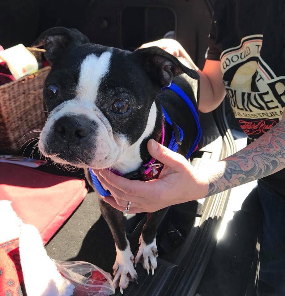 Enlarge Nora, a Adopted Boston Terrier in Scottsdale, AZ image 1/1