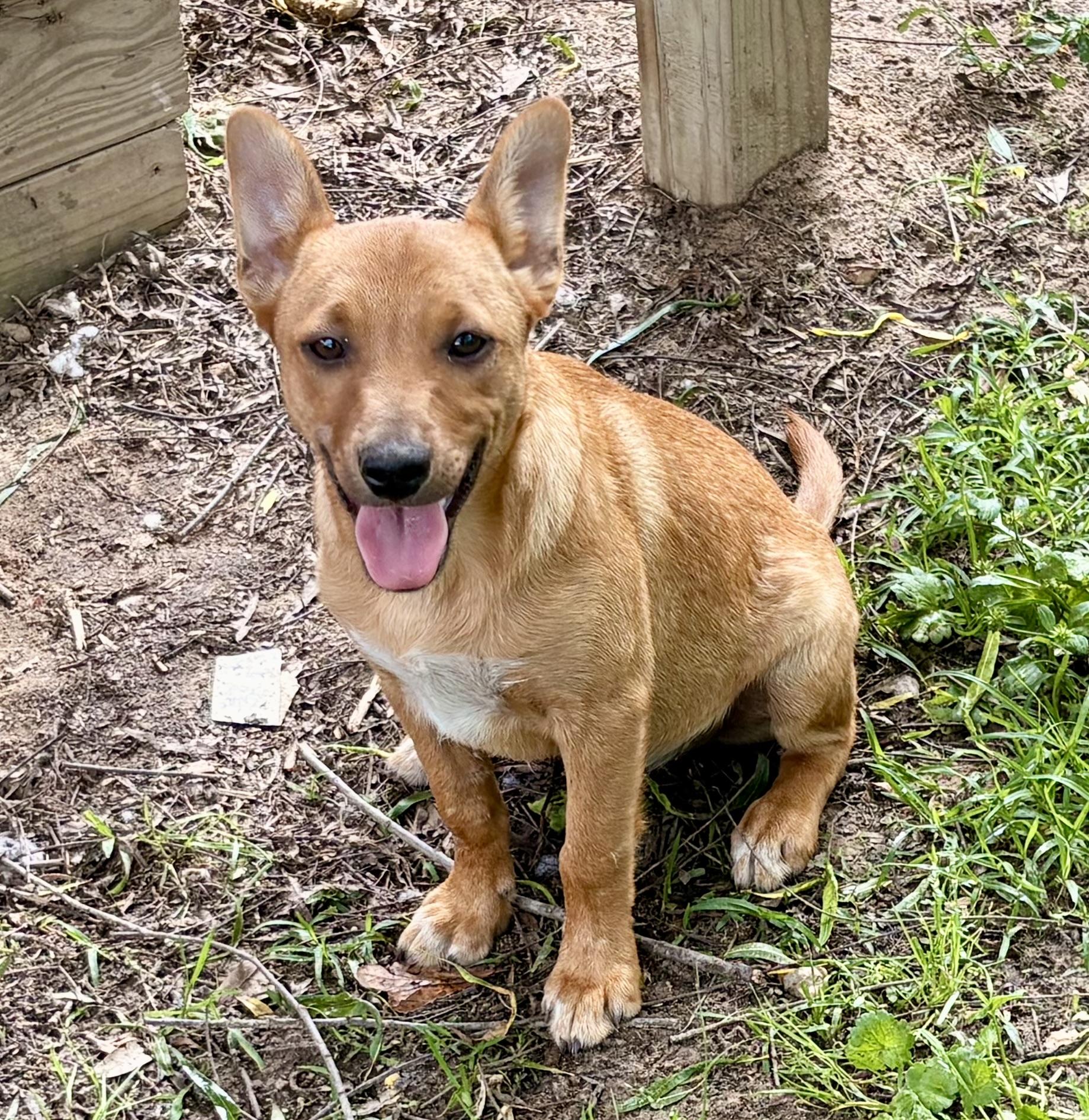 Cute Copper, a Adoptable mixed breed in Grand Rapids , MI image 1/6