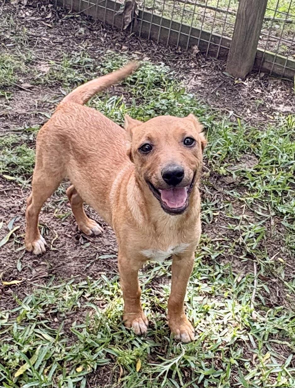 Cute Copper, a Adoptable mixed breed in Grand Rapids , MI image 6/6