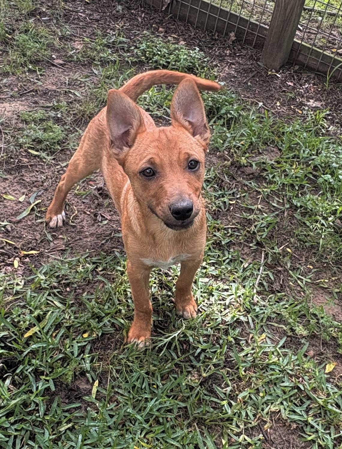 Cute Copper, a Adoptable mixed breed in Grand Rapids , MI image 2/6