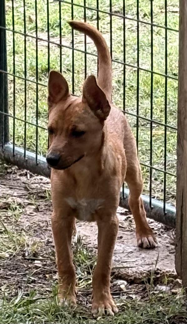 Cute Copper, a Adoptable mixed breed in Grand Rapids , MI image 3/6
