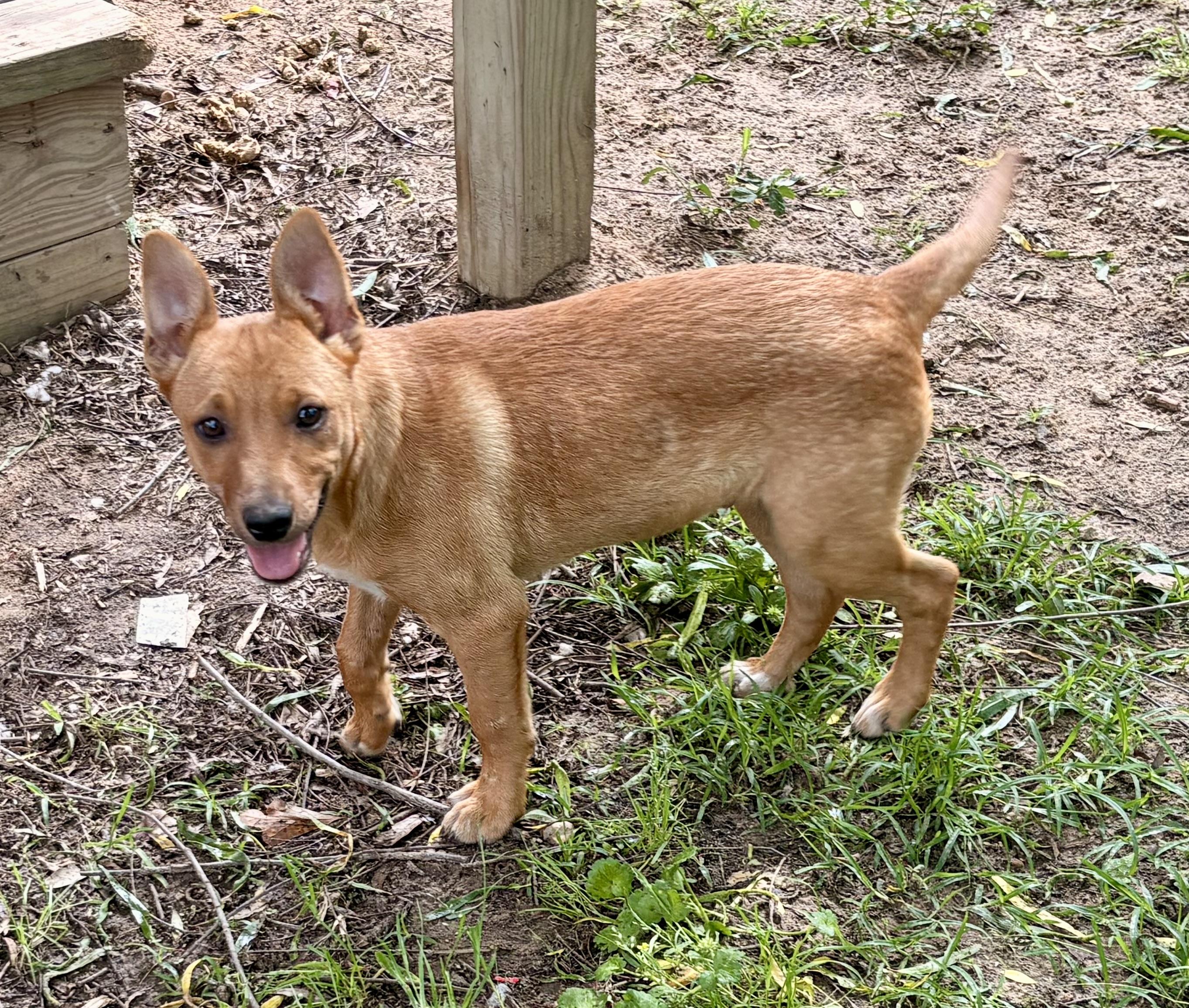 Cute Copper, a Adoptable mixed breed in Grand Rapids , MI image 5/6