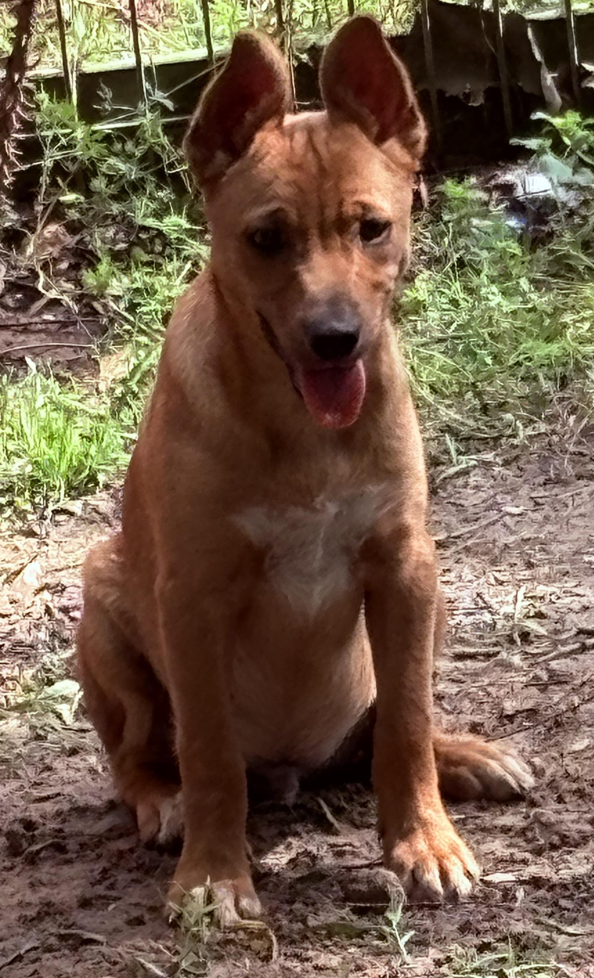 Cute Copper, a Adoptable mixed breed in Grand Rapids , MI image 4/6