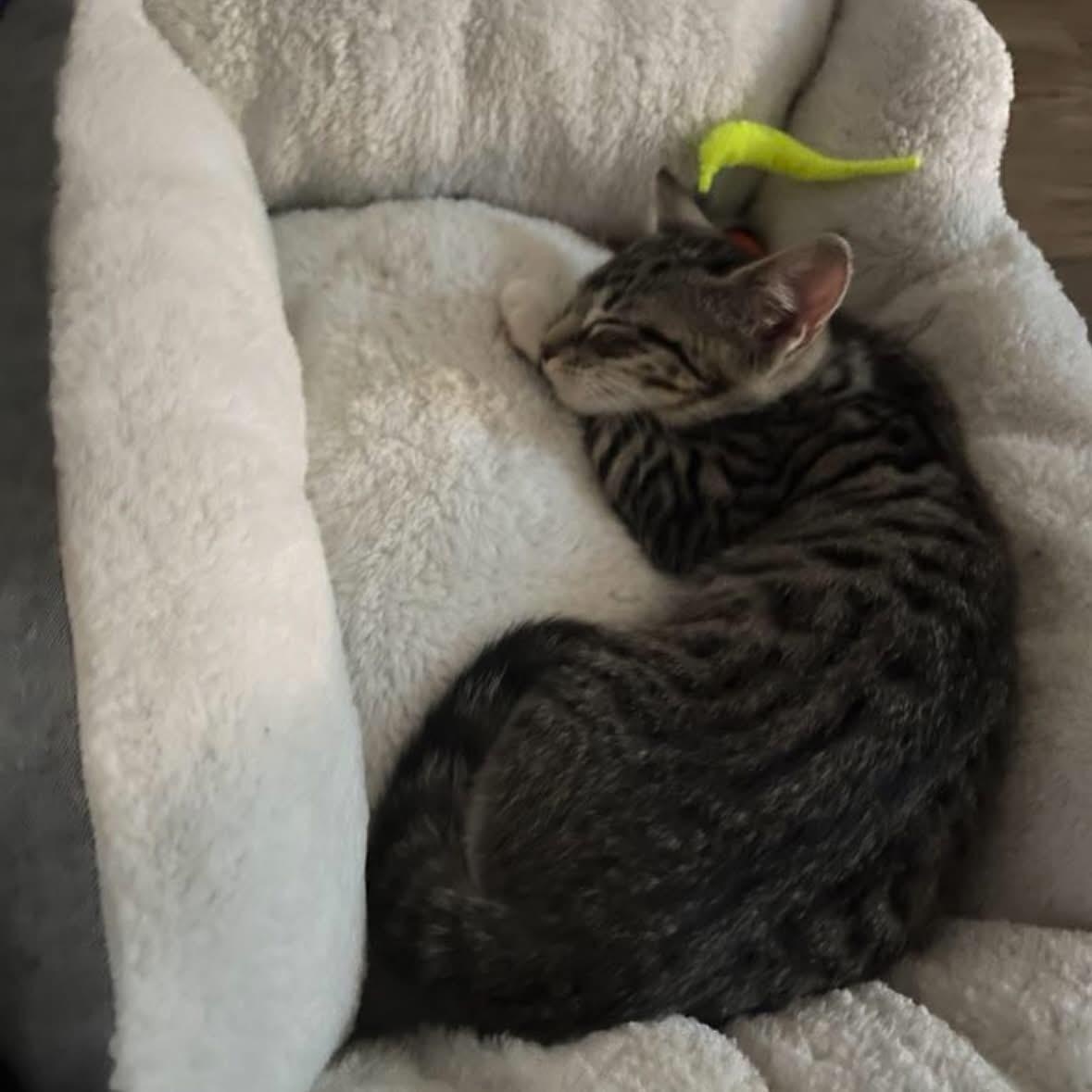 Enlarge Muffin, a Adoptable Tabby in Wanaque, NJ image 4/4