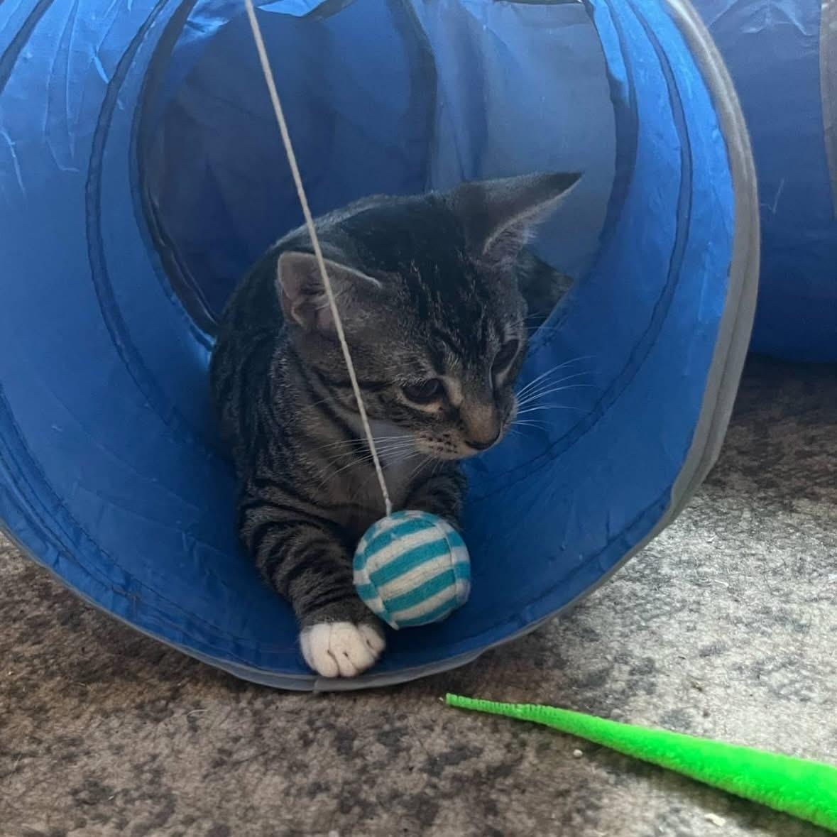 Enlarge Muffin, a Adoptable Tabby in Wanaque, NJ image 3/4