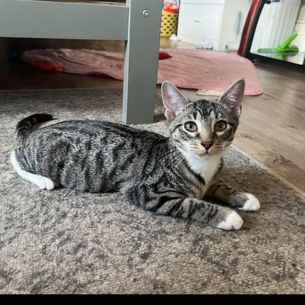 Enlarge Muffin, a Adoptable Tabby in Wanaque, NJ image 1/4