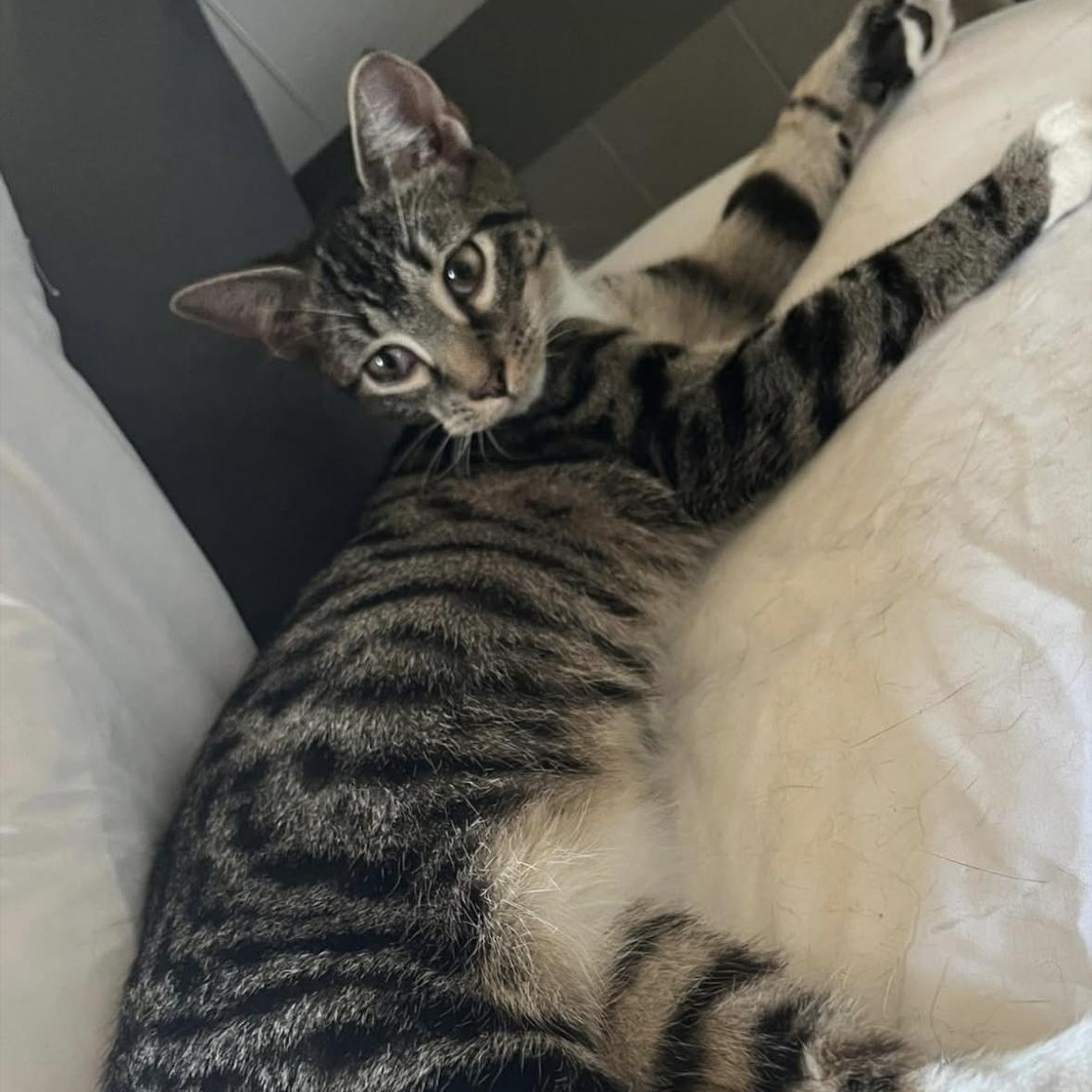 Enlarge Muffin, a Adoptable Tabby in Wanaque, NJ image 2/4