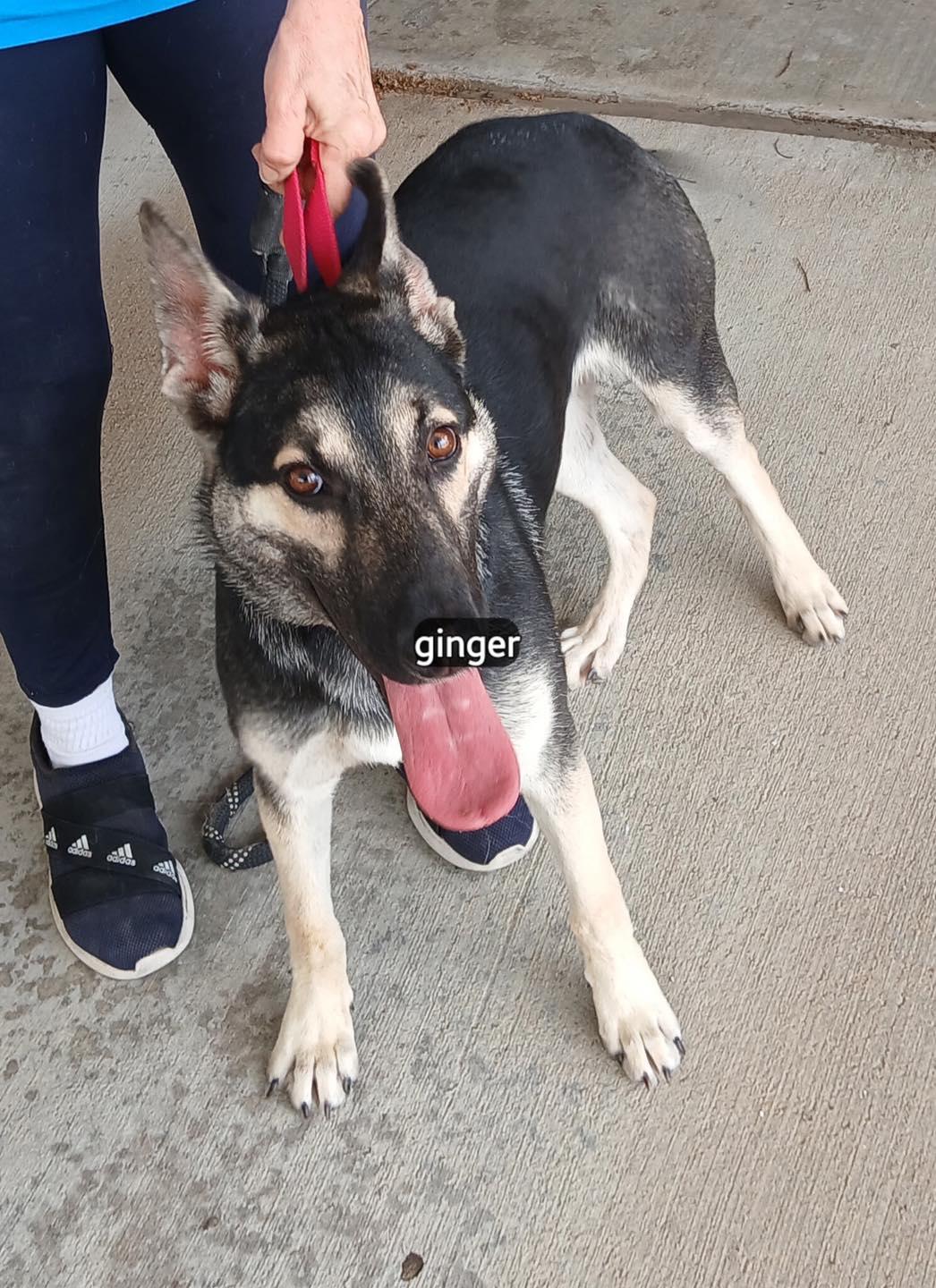 Enlarge Ginger #2939, a ADOPTABLE mixed breed in Benbrook, TX image 1/1