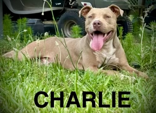 Enlarge Charlie, a Adoptable mixed breed in Hartwell, GA image 1/1