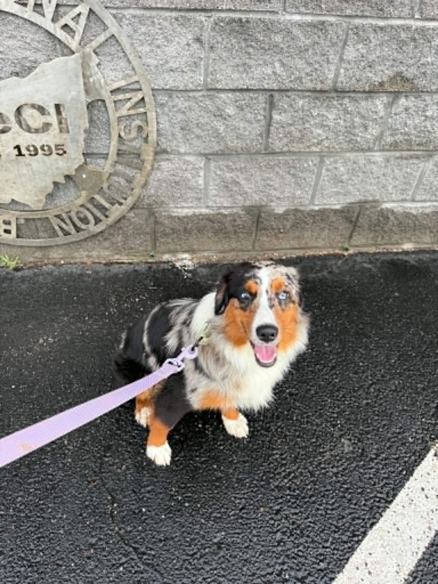 Enlarge Orion, a ADOPTABLE Australian Shepherd in St. Clairsville, OH image 6/6