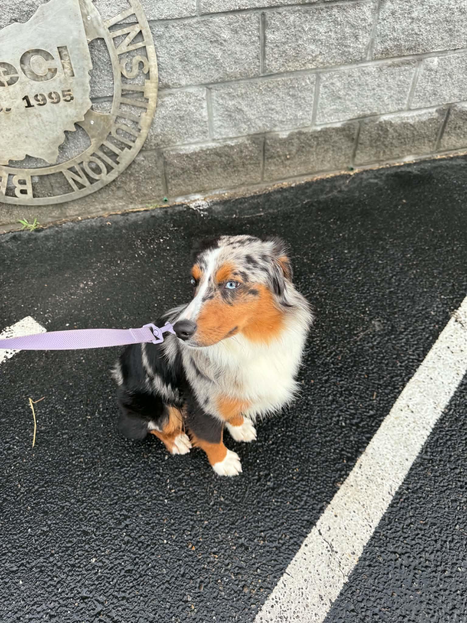 Enlarge Orion, a ADOPTABLE Australian Shepherd in St. Clairsville, OH image 4/6