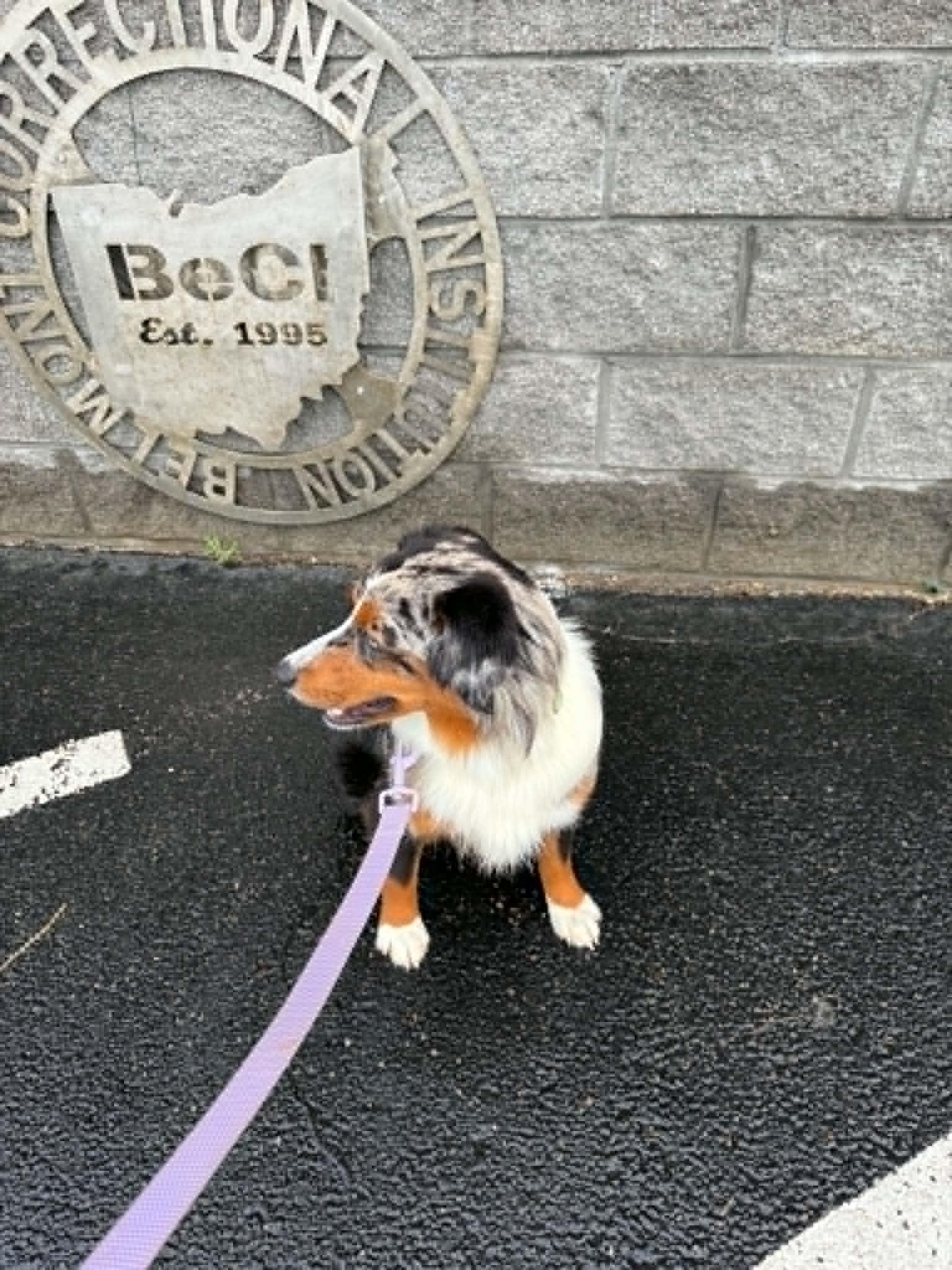 Enlarge Orion, a ADOPTABLE Australian Shepherd in St. Clairsville, OH image 3/6