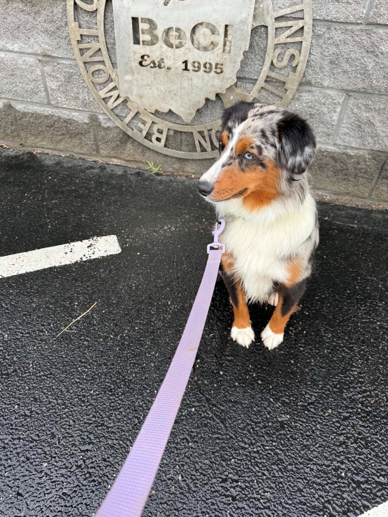 Enlarge Orion, a ADOPTABLE Australian Shepherd in St. Clairsville, OH image 1/6